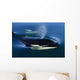 Orca Whale Surfaces In Lynn Canal, Inside Passage, Alaska Wall Mural