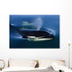 Orca Whale Surfaces In Lynn Canal, Inside Passage, Alaska Wall Mural