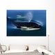 Orca Whale Surfaces In Lynn Canal, Inside Passage, Alaska Wall Mural