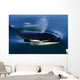 Orca Whale Surfaces In Lynn Canal, Inside Passage, Alaska Wall Mural