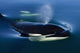 Orca Whale Surfaces In Lynn Canal, Inside Passage, Alaska Wall Mural