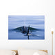 Orca Whale Surfaces In Lynn Canal, Inside Passage, Alaska Wall Mural