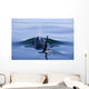 Orca Whale Surfaces In Lynn Canal, Inside Passage, Alaska Wall Mural