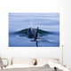 Orca Whale Surfaces In Lynn Canal, Inside Passage, Alaska Wall Mural