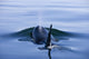 Orca Whale Surfaces In Lynn Canal, Inside Passage, Alaska Wall Mural