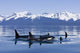 Orca Surface In Lynn Canal Near Juneau With Coast Range Beyond Wall Mural