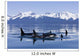 Orca Surface In Lynn Canal Near Juneau With Coast Range Beyond Wall Mural