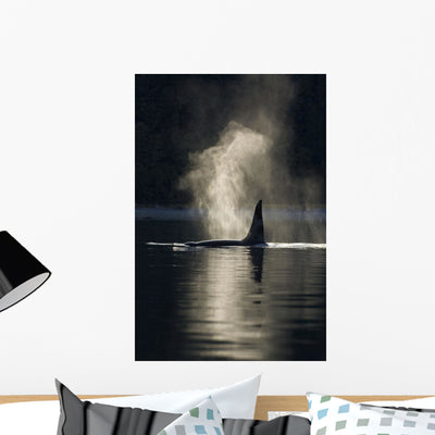 Orca Whale Exhales as Wall Mural shown on a wall