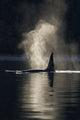 An Orca Whale Exhales As It Surfaces In Alaska's Inside Passage Wall Mural