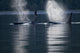 Orca Whales Exhale As They Surfaces In Alaska's Inside Passage Wall Mural