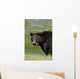 A Black Bear Forages On Spring Sedge Grass Wall Mural