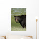 A Black Bear Forages On Spring Sedge Grass Wall Mural