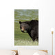 A Black Bear Forages On Spring Sedge Grass Wall Mural