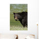 A Black Bear Forages On Spring Sedge Grass Wall Mural