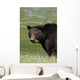 A Black Bear Forages On Spring Sedge Grass Wall Mural