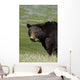 A Black Bear Forages On Spring Sedge Grass Wall Mural