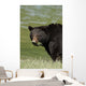 A Black Bear Forages On Spring Sedge Grass Wall Mural