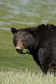 A Black Bear Forages On Spring Sedge Grass Wall Mural