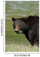 A Black Bear Forages On Spring Sedge Grass Wall Mural