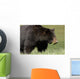 A Black Bear Forages On Spring Sedge Grass Wall Mural