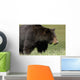 A Black Bear Forages On Spring Sedge Grass Wall Mural