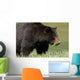 A Black Bear Forages On Spring Sedge Grass Wall Mural