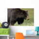 A Black Bear Forages On Spring Sedge Grass Wall Mural