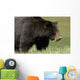 A Black Bear Forages On Spring Sedge Grass Wall Mural