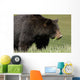 A Black Bear Forages On Spring Sedge Grass Wall Mural