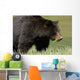 A Black Bear Forages On Spring Sedge Grass Wall Mural