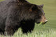 A Black Bear Forages On Spring Sedge Grass Wall Mural