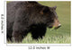 A Black Bear Forages On Spring Sedge Grass Wall Mural