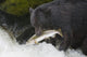 A Black Bear Catches A Pink Salmon Along A Stream Wall Mural
