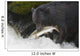 A Black Bear Catches A Pink Salmon Along A Stream Wall Mural