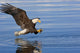 Bald Eagle Prepares To Grab Fish Inside Passage Se Ak Summer Wall Mural