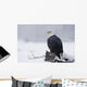 Bald Eagle Perched On Log During Snow Storm Chilkat River Wall Mural