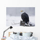 Bald Eagle Perched On Log During Snow Storm Chilkat River Wall Mural