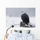 Bald Eagle Perched On Log During Snow Storm Chilkat River Wall Mural