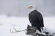 Bald Eagle Perched On Log During Snow Storm Chilkat River Wall Mural