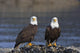Bald Eagles Perched Wall Mural