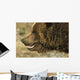 Profile Of Brown Bear Denali Np In Alaska Spring Wall Mural