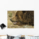 Profile Of Brown Bear Denali Np In Alaska Spring Wall Mural
