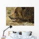 Profile Of Brown Bear Denali Np In Alaska Spring Wall Mural
