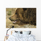 Profile Of Brown Bear Denali Np In Alaska Spring Wall Mural