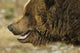 Profile Of Brown Bear Denali Np In Alaska Spring Wall Mural