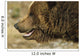 Profile Of Brown Bear Denali Np In Alaska Spring Wall Mural