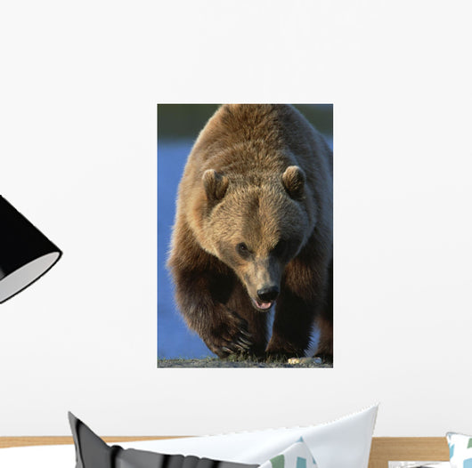 Portrait Of Grizzly Walking Forward Wall Mural