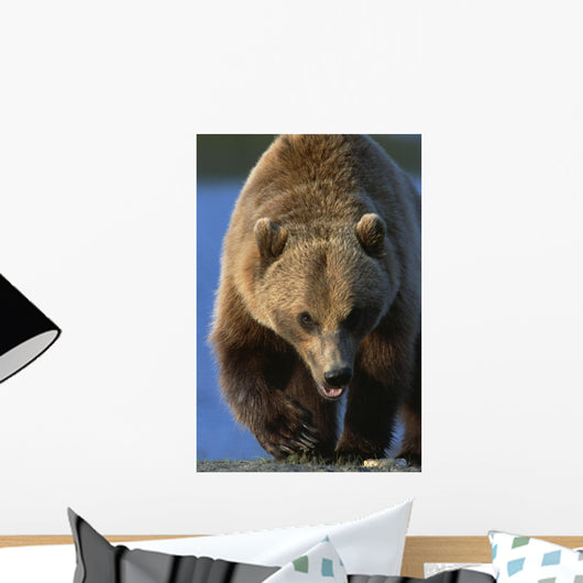 Portrait Of Grizzly Walking Forward Wall Mural