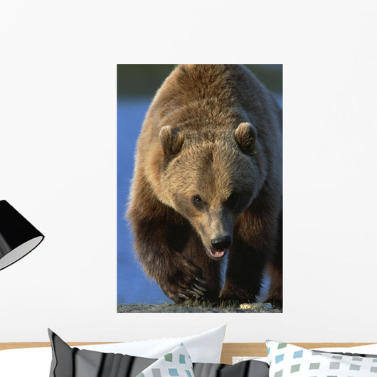 Portrait Of Grizzly Walking Forward Wall Mural