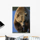 Portrait Of Grizzly Walking Forward Wall Mural